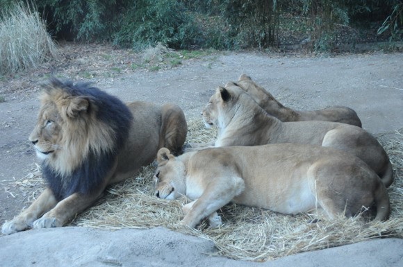 With a track record of innovation since 1875, world's third largest zoo integrates DEVA's world-class public messaging and wireless communications loudspeaker platform